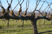Curious Palate | The Art of the Vine